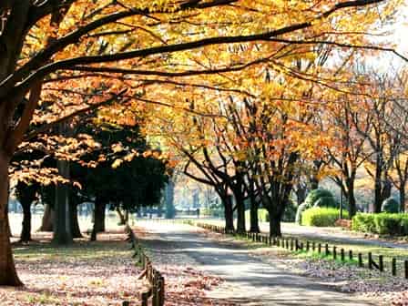 小金井公園でピクニック テントが張れる芝生はどこにある