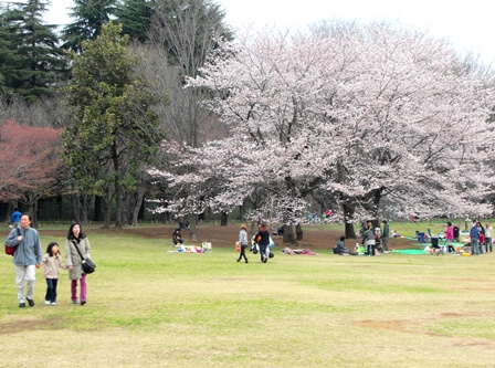 小金井公園 関東公園ガイド パークナビ