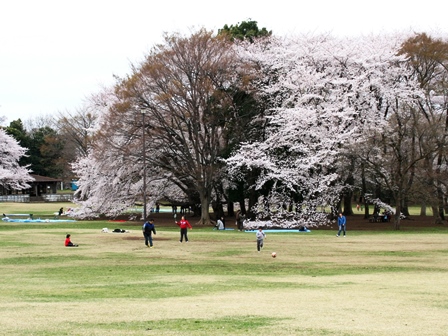 砧公園 大きな芝生でピクニック 春は桜の下でお花見