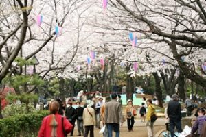 飛鳥山公園のお花見