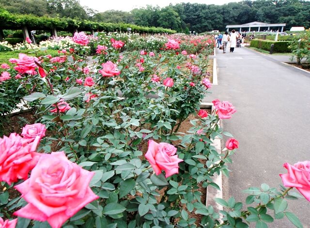 神代植物公園のバラの見頃は 園内の見どころを徹底解説