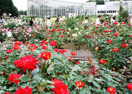 神代植物公園 5千本のバラが咲くおおきな植物園
