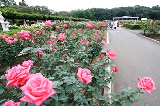 神代植物公園 5千本のバラが咲くおおきな植物園