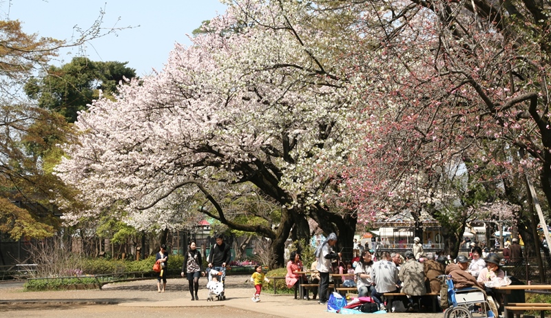 井の頭恩賜公園 ライトアップされる400本の桜景色