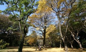 小石川植物園