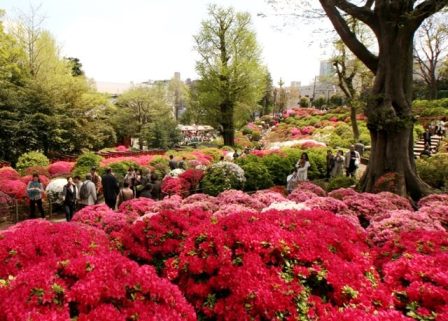 根津神社のつつじ 見頃の時期と開花状況は