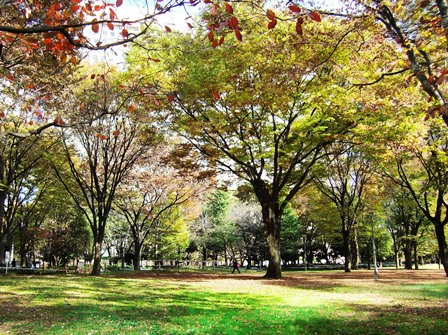 新宿中央公園 遊具とジャブジャブ池がある新宿区の公園