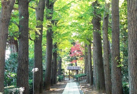 大田黒公園 紅葉と桜のライトアップが楽しめる日本庭園