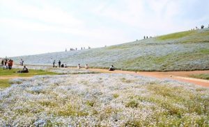 ひたち海浜公園