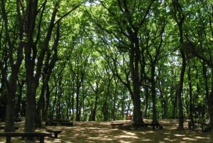 東高根森林公園