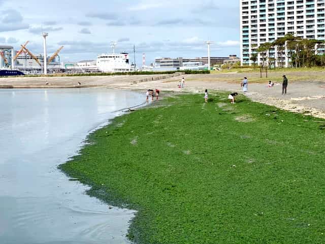 千葉ポートパーク 関東公園ガイド パークナビ