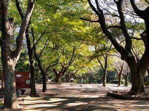 駒場野公園