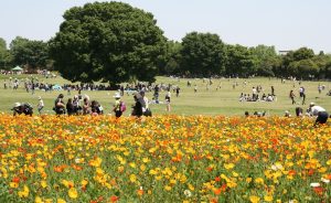 昭和記念公園