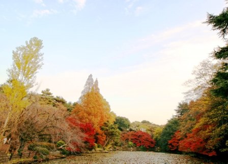 新宿御苑の紅葉 見頃の時期と色づき状況