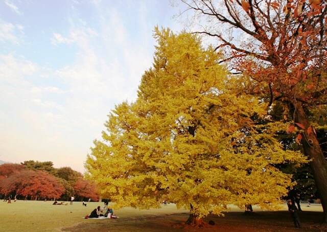 新宿御苑の紅葉 見頃の時期と色づき状況