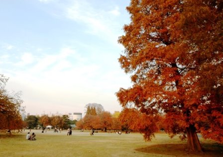 新宿御苑の紅葉 見頃の時期と色づき状況